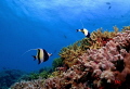 Moorish idols