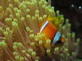 Anemonefish swimming