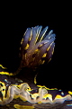 Gills of Felimare Picta shot in Sığacık