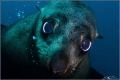 Australian Fur Seal , Martin Island , NSW.  Taken 5-10-2015