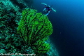Diver in action, taken at Sipadan Island, Malaysia. Sony RX100 M3 with Epoque DCL-30 wide angle lens and dual YSD-1 strobe.
