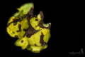This frogfish was in the process of hopping from one sponge to another sponge.