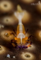 Emperor Shrimp on a Sea Cucumber