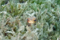 Juvenile puffer