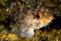 Scorpaena Porcus shot in Bodrum