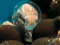 Ready to face the world? 
One almost ready to hatch cuttlefish.