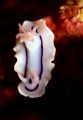 Nudi on the reef in Manado....Canon 20D 125 Ikelite strobe!