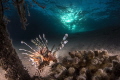 Lion fish and Sun