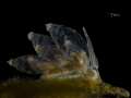 SEE THROUGH.
I took a front shot as well, but decided that the side profile looks more interesting as I can see more details of the inside organs of the Eubranchus.