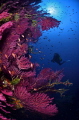 Red gorgonians on a Corsican wall.