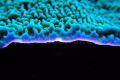 I took this shot of Coral in Lembeh during sunset. Something different from the norm!