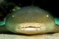 Resting nurse shark, Canon 7D, Nauticam housing, Tokina 10-17MM, Sea & Sea strobes