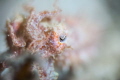 Catching a cuttlefish in fog