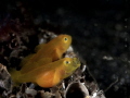 pregnant goby yawning taken at lembeh strait with Oly EM1 + zuiko 60mm macro lens.