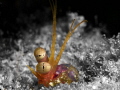 A mantis shrimp peeping out of its hiding place before making a dash for the nearby rocks.