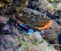 crab getting out of the house
