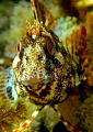 happy blenny