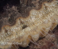 closse up image of scallop