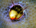 This little guy peaking out of the coral