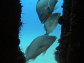 C56 Shipwreck Grunts