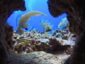 Aquario Cave