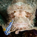 One of a series of 17 images shot as the nudibranch casually navigated the face of the scorpion fish.