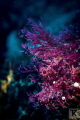 Weedy scorpionfish aka Rhinopias at Badang Bai, Bali.
