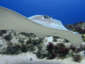 Caribbean Whiptail Stingray