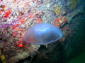 Jelly on the airplane barge off of Clearwater Florida.