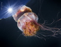 Lion's Mane jelly, Kelvin Grove, BC. Nikon D810 with Sigma 15mm, dual S&S YS-D1, f22, ISO 64, 1/250