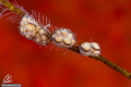 One doto, two doto...
Donut dotos (Doto Greenamyeri) having a party on an hydroid. Probably :)
Canon 7D with EF 100mm F2.8 Macro in Hugyfot housing
Subsee +10
ISO 100, f/22, 1/200s
2 x Inon Z240