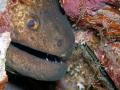 Giant moray eel guarded by Hinged beak shrimps.