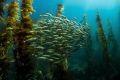 Deadmans Reef, Laguna Beach.