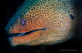 Giant Moray