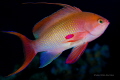 Lyretail anthias