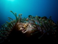 Porcelain anemone crab, Neopetrolisthes maculatus, catching plankton in the current that passes its host anemone.