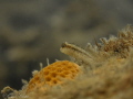 Blenny Fish!