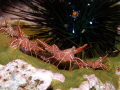 Hinged beak shrimps.Aliens guarding the mothership.