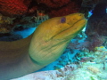 Green Moray