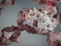 Pygmy Seahorse