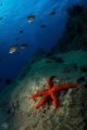 Peacefull place / The day after the horrid night, i find back the colors of france during my dive. Even in this peacefull place i keep thinking about the world above.
