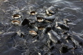 Catfish feeding at the surface in the Pilansburg game reserve.