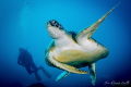 Turtle in Bonaire