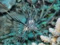Common Lionfish