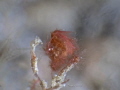 Hairy Shrimp