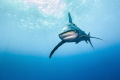 Oceanic Whitetips approaching