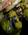 A Banded Coral Shrimp cleaning the teeth of a Fimbriated Moray Eel! Taken in Dauin, Philippines with my little Olympus TG-3 in Olympus underwater housing :-)