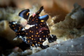 Painted Frog Fish