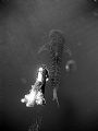 A diver alongside a whaleshark at Gladden Spit in Southern Belize. I was not at the best angle to get this sort of picture but sometime you have to grab what you can.