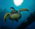 Green Sea Turtle.
